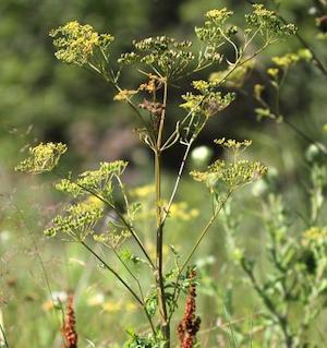 Wild parsnip. Photo credit: Rob Routledge, Sault College