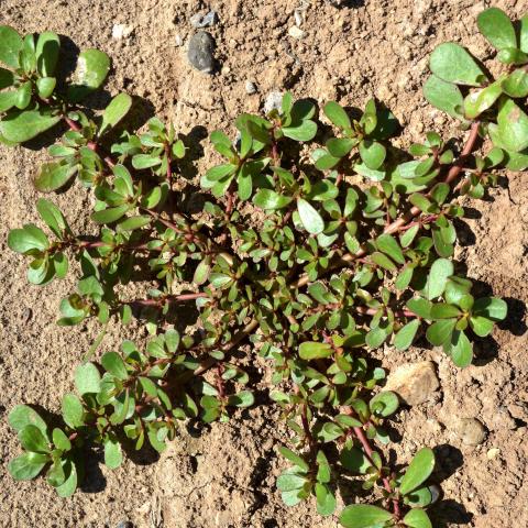 Common purslane | Turfgrass and Landscape Weed ID