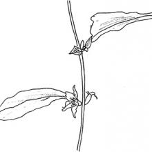 Inflorescence location - axial