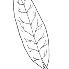 Leaf shape - elongated