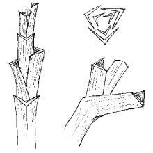 Vernation - triangular
