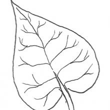 Leaf shape - heart or spade