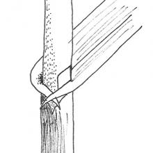 Ligule - membraneous