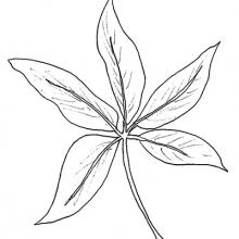 Leaf division - palmate