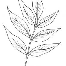 Leaf division - pinnate