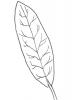 Leaf shape - elongated
