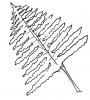 Leaf shape - fern-like