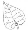 Leaf shape - heart or spade