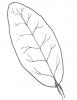 Leaf shape - oval