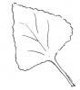 Leaf shape - triangular
