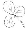 Leaf shape - trifoliate