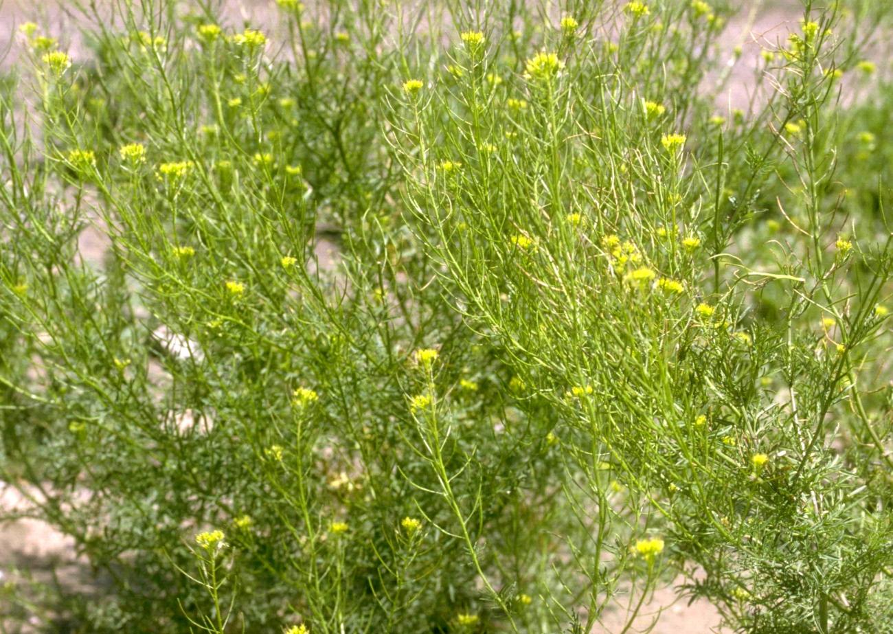 Brassica kaber Turfgrass and Landscape Weed ID