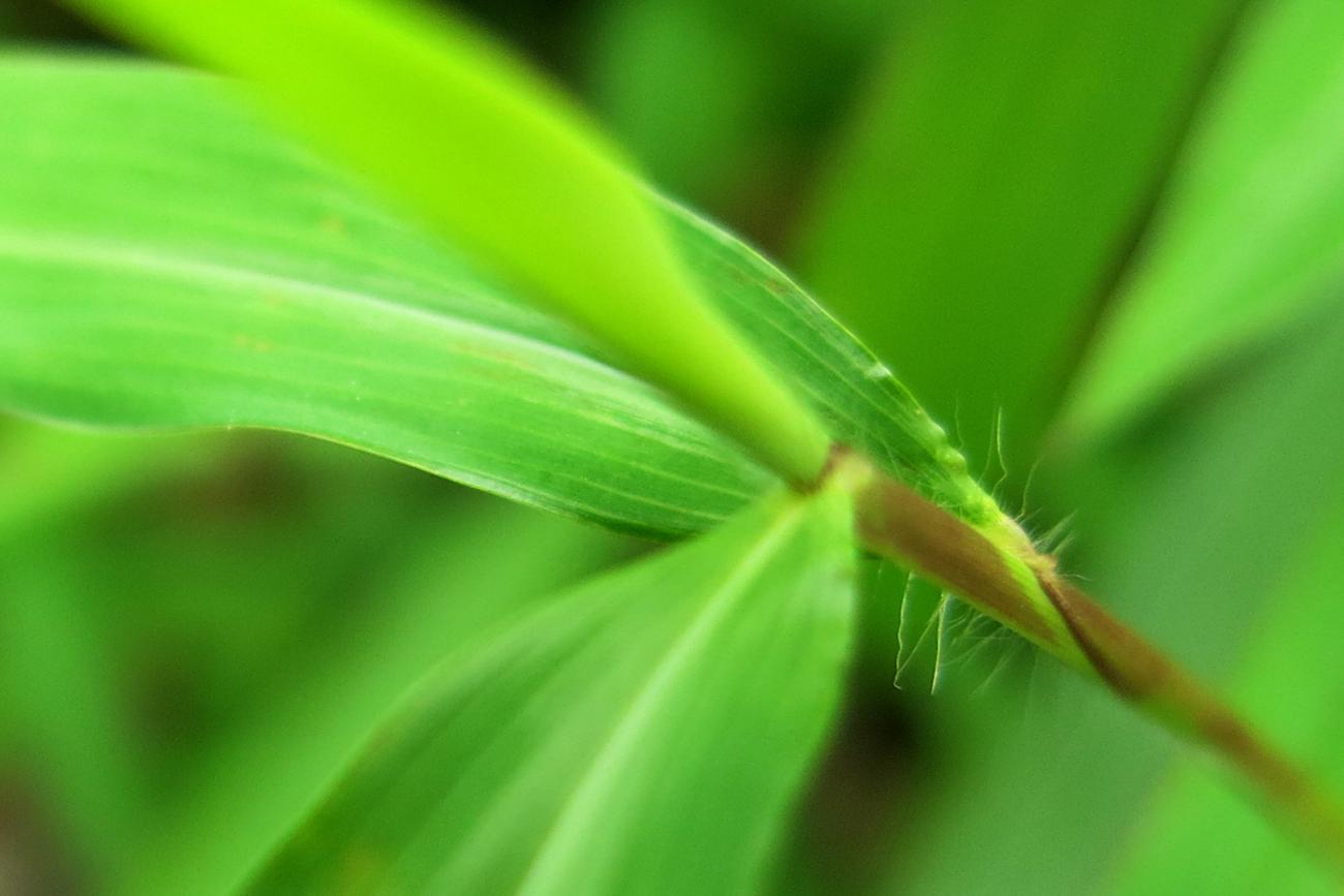 Microstegium vimineum stem Turfgrass and Landscape Weed ID