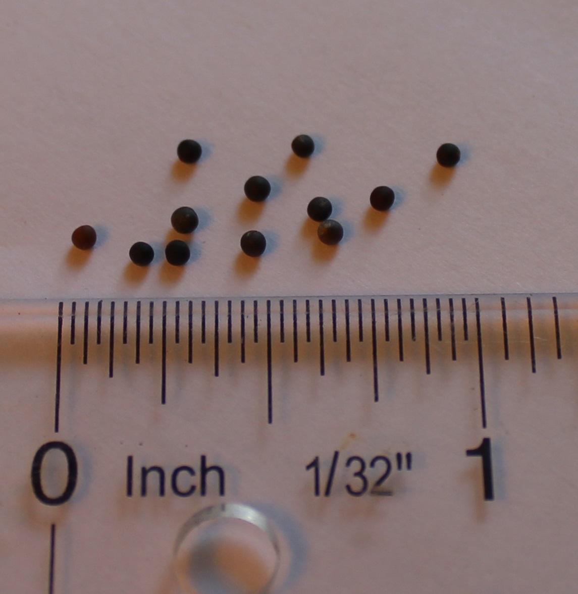 Brassica kaber seed Turfgrass and Landscape Weed ID