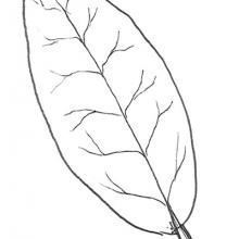 Leaf shape - oval