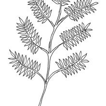 Leaf division - pinnately compound