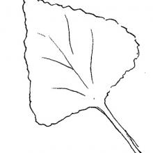 Leaf shape - triangular